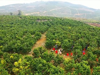 沃柑栽培很簡單，學會這(zhè)4步，輕松養殖