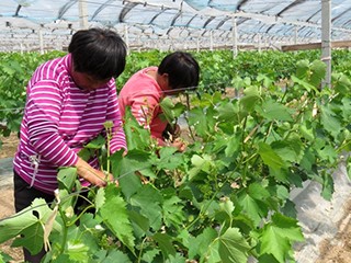 葡萄的(de)種植與生長(cháng)全過程，注意“6點”，果子結的(de)一串串都挂滿了(le)